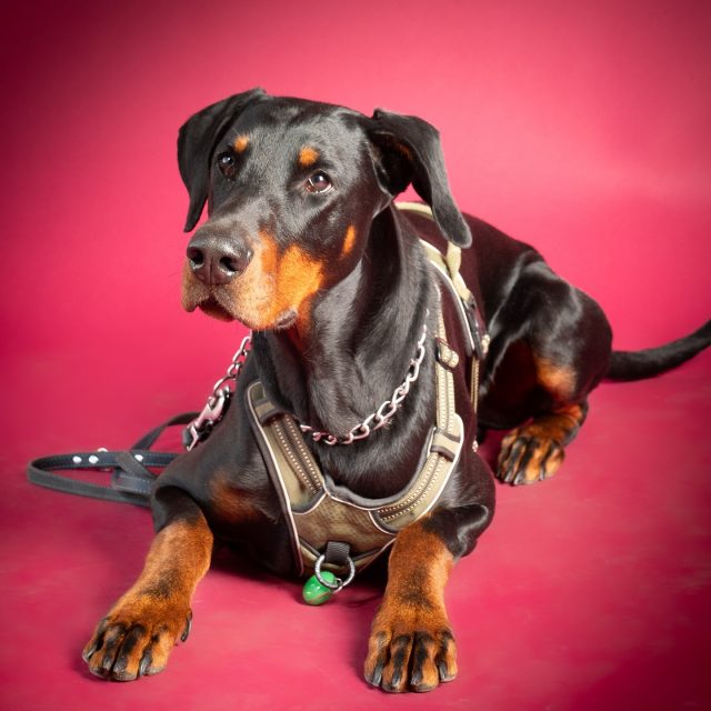 Kracht, elegantie en toch ook gewoon een zachte blik 🖤🐾

Deze knappe dobermann liet zien hoe mooi eenvoud kan zijn.
Geen overdaad nodig, gewoon aanwezigheid, houding en die intense uitstraling die meteen binnenkomt.

Sterk van lijn, trots in pose en tegelijk ook heel rustig voor de camera.
Zo’n hond hoef je niet te laten opvallen… dat doet hij helemaal vanzelf.

#dogs_of_world #dogsofinstgram #dobberman #nikon_photography_