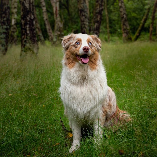 Van rustig poseren in het groen tot vol enthousiasme tussen de bloemen en zonder pardon de plassen in 😄🐾

Soms krijg je tijdens een shoot echt alles cadeau: die blik, die kleuren, die speelse momenten… en een hond die duidelijk beslist dat proper blijven compleet overschat wordt 😅

#hondenfotografie #dogphotography #australianshepherd #aussie #redmerle #dogsofinstagram #hondenliefde #bmfoto #beautifulmoments #natuurfotografie #hondinhetbos #bloemenpracht #modderpret #hondenportret