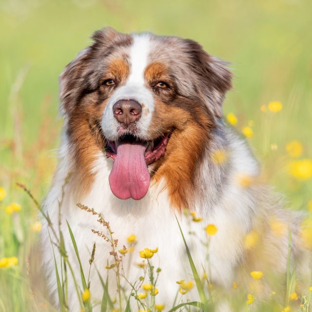 Soms zit de mooiste hondenfotografie in de combinatie van rust en beweging.

Een zachte blik tussen de boterbloemen.
Een vrolijke tong na het spelen.
Een sprint door het gras alsof de wereld even alleen van hen is.

Gisteren stonden mijn eigen honden, Uzzy en Raycko, nog eens voor mijn lens. En net omdat ik hen zo goed ken, zie je in deze beelden ook hun karakter: de rust, de speelsheid, de gekke bekken en dat pure plezier.

Of je hond nu graag poseert, liever snuffelt of vooral wil rennen: net daarin zit vaak het mooiste beeld.

Beautiful Moments – hondenfotografie met aandacht voor karakter, emotie en plezier.

#bmfoto #beautifulmomentsphotography #hondenfotografie #hondenfotograaf #hondenportret #dogphotography #dogportrait #australianshepherd #hondenliefde #hondenshoot #leuven #vlaamsbrabant #fotografiebelgie #dogsofinstagram #petphotography