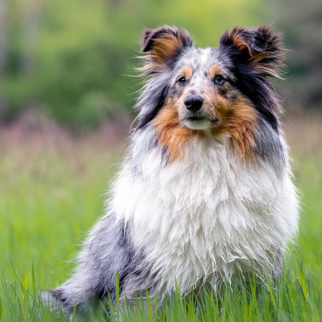 Eerst even mooi zitten.
Dan een beetje kijken alsof je rechtstreeks door de lens heen kijkt.
En daarna… tijd voor actie.

Deze twee Shelties hadden het helemaal begrepen: een portretblik om stil van te worden, een vacht die perfect meewerkt met de wind en genoeg vrolijke energie om de sessie levendig te houden.

Dankjewel Natasja om je twee schatten te laten vereeuwigen. 

#dogportrait #sheltie #shetlandsheepdog #sheltielove #hondenshoot #hondenportret #petphotography #dogsofinstagram #fotograafleuven #hondenfotografieleuven #natuurlijkehondenfotografie #dogsandtheirhumans
#nikon_photography_ 
#derooijfotografie 
#kameraexpress
