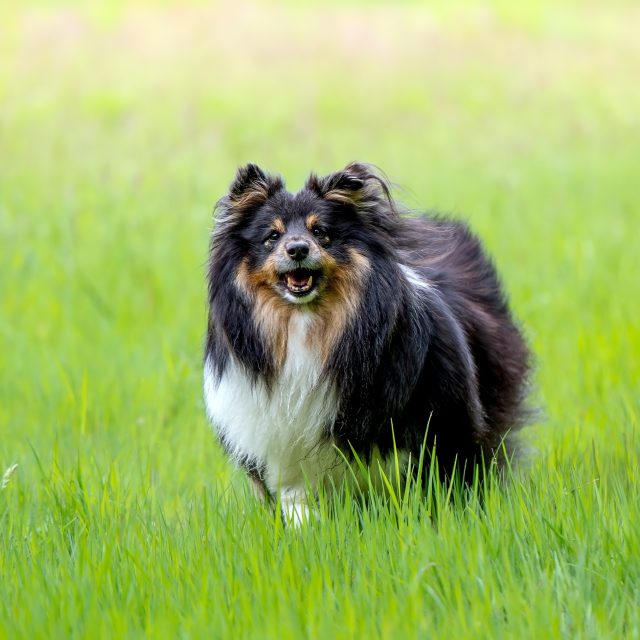 Shelties 

#sheltiesofinstagram