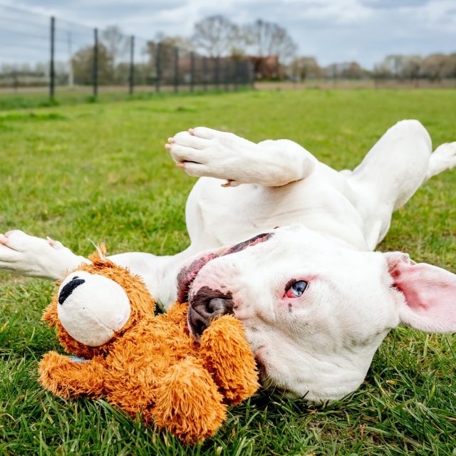 Afgelopen vrijdag was ik op bezoek bij Dierenopvang Kinrooi – Dieren in Nood en amai… wat een bende schatten weer voor mijn lens! 🐶📸

Van stoere blikken tot grappige snoeten en knuffelbare charme: ze hadden het allemaal.
Maar achter al die leuke kopjes zit natuurlijk ook een grote wens… een eigen thuis, een warme mand en iemand die zegt: jij hoort bij mij. ❤️

Ik hoop dat deze foto’s helpen om hun karakter nog meer te laten stralen en hen dat extra beetje zichtbaarheid te geven.
Want zeg nu zelf… hoe kan je hier niet voor smelten? 🐾

#dierenopvangkinrooi #diereninnood #adopteerdontshop #rescuedog #hondenfotografie #dogphotography #bmfoto #hondenliefde #tweedekans