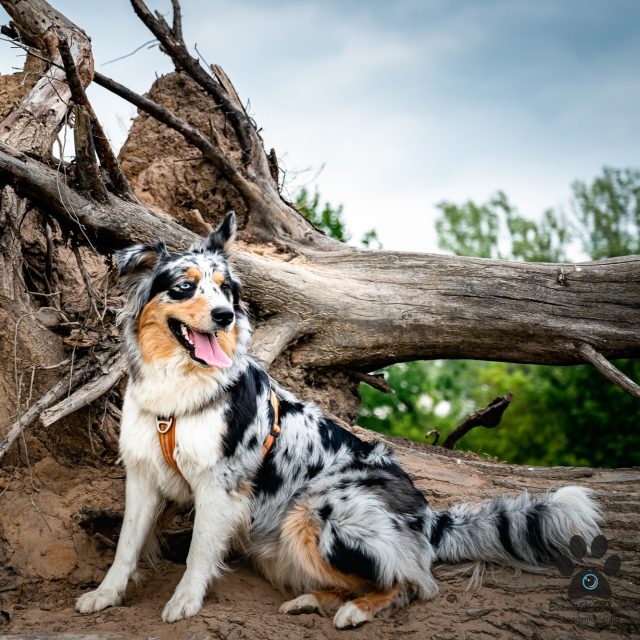 Van statig poseren in het gras tot voluit genieten aan het water 🐾
Deze knappe Aussie liet weer perfect zien hoe mooi karakter, energie en plezier samen kunnen komen in één shoot.

#hondenfotografie #dogphotography #australianshepherd #aussie #dogsofinstagram #dogportrait #hondenshoot #hondenliefde #bmfoto #bmfoto2see