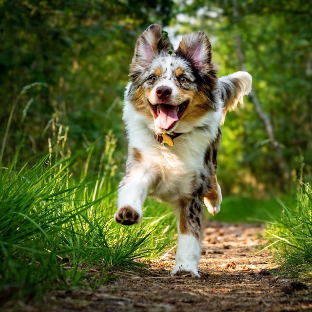 📷 Hondenfotografie in actie
Voor honden met snelheid, speelsheid en een grote portie persoonlijkheid.

#hondenfotografie #dogphotography #actiondogphotography #hondenfoto #dogsoﬁnstagram