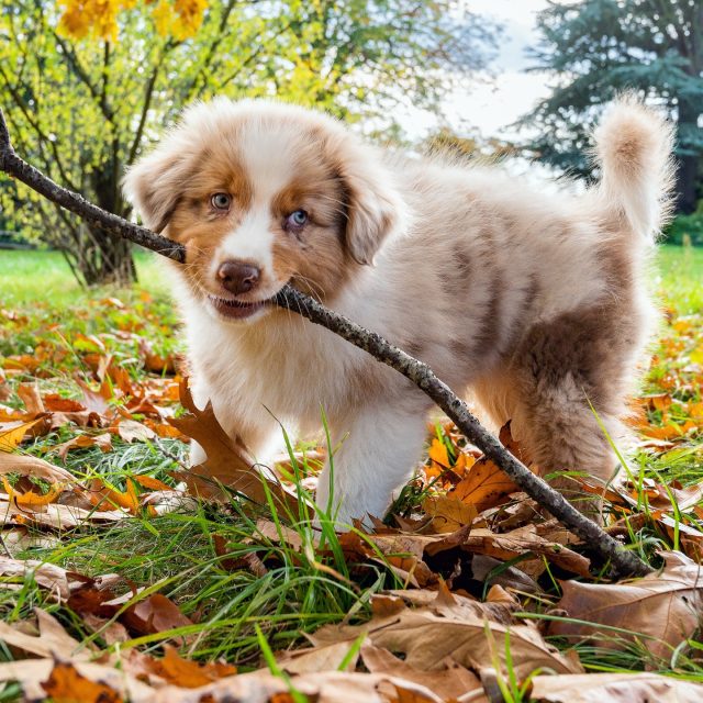 Sommige shoots zijn gewoon één en al puppypret 😍🐾

Blaadjes? Leuk.
Een tak? Nog leuker.
Plat in de herfstbladeren gaan liggen alsof je de baas van het park bent? Absoluut ook goedgekeurd 😄

Deze kleine fluffbal had duidelijk maar één missie: ontdekken, spelen en intussen iedereen charmeren met die blik 💛

Eerlijk… daar smelt je toch gewoon van weg?

#puppy #puppylove #dog#dogphotography #dogphotographersofbelgium #belgischefotograaf