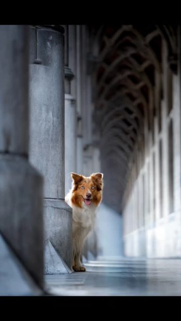 Wat is een BMfoto hondenshoot?

Een hondenshoot is voor mij meer dan een paar mooie foto’s maken.
Het draait om karakter, vertrouwen en het tempo van jouw hond.

Daarom starten we niet zomaar met fotograferen. Vooraf is er ruimte voor een korte kennismaking: wie is je hond, wat past bij hem of haar, waar voelen jullie je goed bij en welke beelden zou je graag aan de muur of in een album zien?

Sommige honden zitten graag stil. Andere willen eerst snuffelen, spelen of bewegen. Dat is helemaal oké. Tijdens de shoot nemen we de tijd om beelden te maken die echt bij jouw hond passen: portretten, actiebeelden en foto’s van de band tussen jullie.

Na de fotoshoot volgt de reveal: een persoonlijk selectiemoment waarin we samen je beelden bekijken. Daar kies je rustig je favoriete foto’s en bekijken we hoe je ze wil bewaren: digitaal, als wall art, in een album of als tastbare herinnering op maat.

Wil je weten welke sessie bij jouw hond past?
Stuur gerust een berichtje of plan een kennismaking via bmfoto.be.