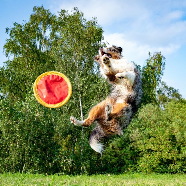 Snel, gefocust en altijd klaar voor de volgende worp 😄🐾

Sommige honden spelen niet gewoon met een frisbee…
die maken er een volledige luchtshow van.

Van volle actie tot even op adem komen tussen het groen: deze knapperd had duidelijk maar één plan… genieten, vliegen en nog eens genieten 💙

#hondenfotografie #dogphotography #australianshepherd #aussie #frisbeedog #actiehond #dogsofinstagram #bmfoto #beautifulmoments #hondenportret #sportievehond #werkhond