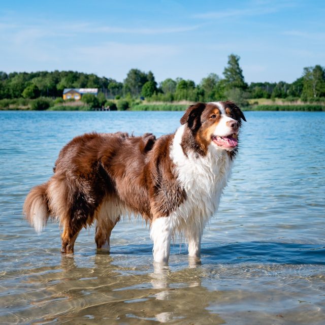 Spatten, sprinten, springen… en vooral genieten. 🐾💦
Zo zie ik honden het liefst voor mijn lens: speels, vrij en helemaal zichzelf.

 #bmfoto2see #hondenfotografie #dogphotography #waterpret #aussie #dogsplash #happydog #dogsoﬁnstagram
