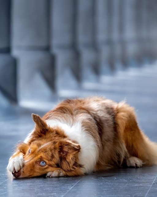 Hier zijn ze dan: de foto’s van Viva.

Een leuke, zachte Border Collie-teef met prachtige blauwe ogen en een heerlijk karakter. Voor deze shoot trokken we niet de natuur in, maar kozen we voor een city shoot met stenen gangen, poorten, deuren en kleine hoekjes vol sfeer.

Want een hondenshoot hoeft niet altijd in het bos of tussen het groen te zijn. Ook in een stad of historische omgeving kan je prachtige beelden maken, met veel karakter, lijnen, kleur en contrast.

Viva deed dat trouwens geweldig. Nieuwsgierig, speels, aandachtig en helemaal zichzelf.

Meer beelden volgen binnenkort.

#bmfoto #bmfoto2see #hondenfotografie #hondenfotograaf #bordercollie #bordercollielove #cityshoot #dogphotography #dogportrait #petphotography #hondenshoot #hondenportret #dogsofinstagram #belgischehonden #leuven #kameraexpress #derooijfotografie #mechelen #fotografiebelgie