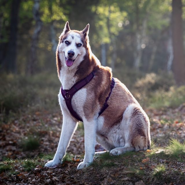 Ontmoeting op de Bolloheide.
Eerst even kijken wie wie was…
dan een voorzichtig hallo,
en niet veel later gewoon samen genieten van het moment. 🐾✨

Van klein en nieuwsgierig tot groot en zacht — heerlijk om te zien hoe honden elkaar op hun eigen manier leren kennen.

#dogs #dogphotography #dogsoﬁnstagram