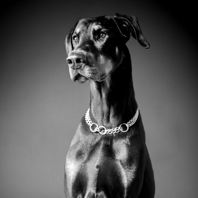 Zwart-wit laat je anders kijken.
Niet naar de kleur van de vacht, maar naar de blik, de houding, de ziel van de hond.
Elk portret vertelt iets anders: kracht, zachtheid, wijsheid of gewoon pure trouw.
En net dat maakt honden in zwart-wit zo bijzonder. 🖤🤍🐾

#bmfoto #beautifulmoments #hondenfotografie #dogphotography #zwartwit #blackandwhite #dogportrait #karakter #puur #tijdloos #studiofotografie #dierenfotografie