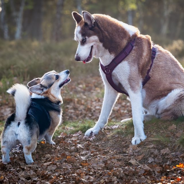 “Deze kleine dame stal moeiteloos de show op de Bolloheide 💛🐾
Van nieuwsgierige blikken tot een flinke dosis charme en karakter… Lily wist perfect hoe ze de camera moest bespelen.

Welke foto is jullie favoriet? 😊

#bmfoto #beautifulmoments #hondenfotografie #dogphotography #corgi #corgilove #corgigram #bolloheide #hondenshoot #hondenportret #fotograaf #leuven #vlaamsbrabant #dierenfotografie #petphotography”