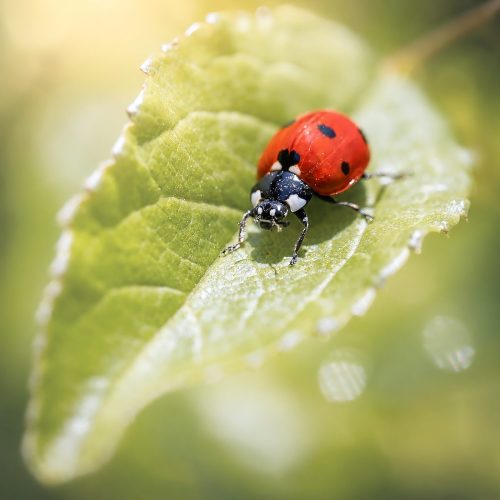10 Bart spinnen insecten26