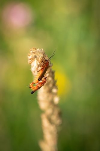 26 Bart spinnen insecten26