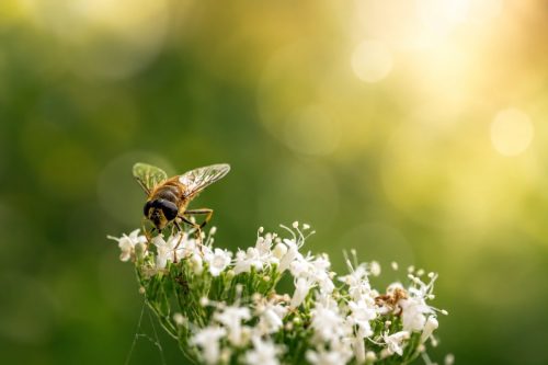 34 Bart spinnen insecten26