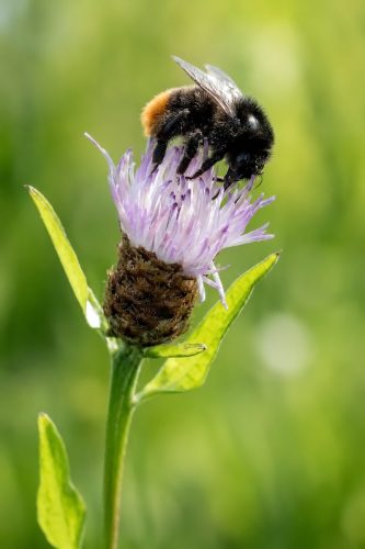 39 Bart spinnen insecten26