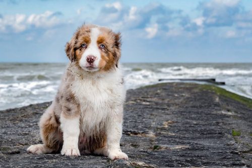 DSC1587-bewerkt-bewerkt-bewerkt