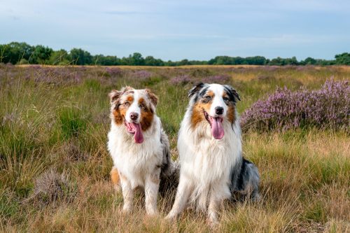 DSC 0193-bewerkt-bewerkt