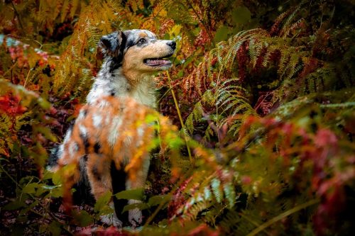 DSC 3796-bewerkt-kopie