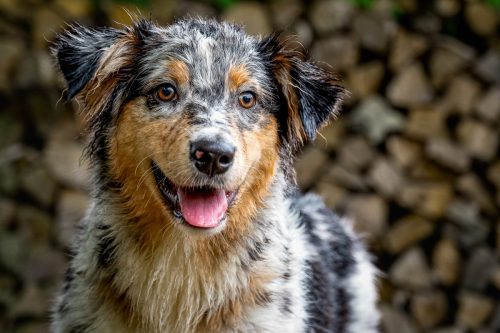 DSC 3862-bewerkt-kopie