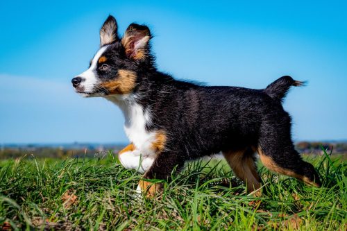 DSC 5573-bewerkt-kopie