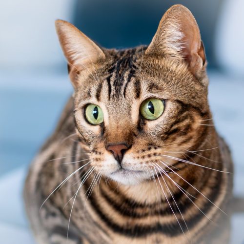 naamloos111-Verbeterd-NR