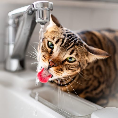 naamloos275-Verbeterd-NR